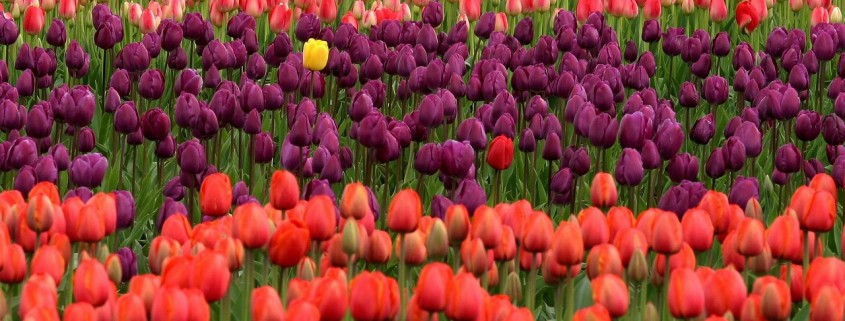 tulips-175605_1280